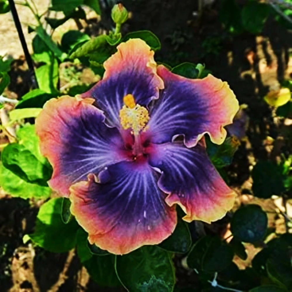 Madagascar Hibiscus Moscheutos Mallow Live Plant Starter Cuttings - 7 Pack - Image 1