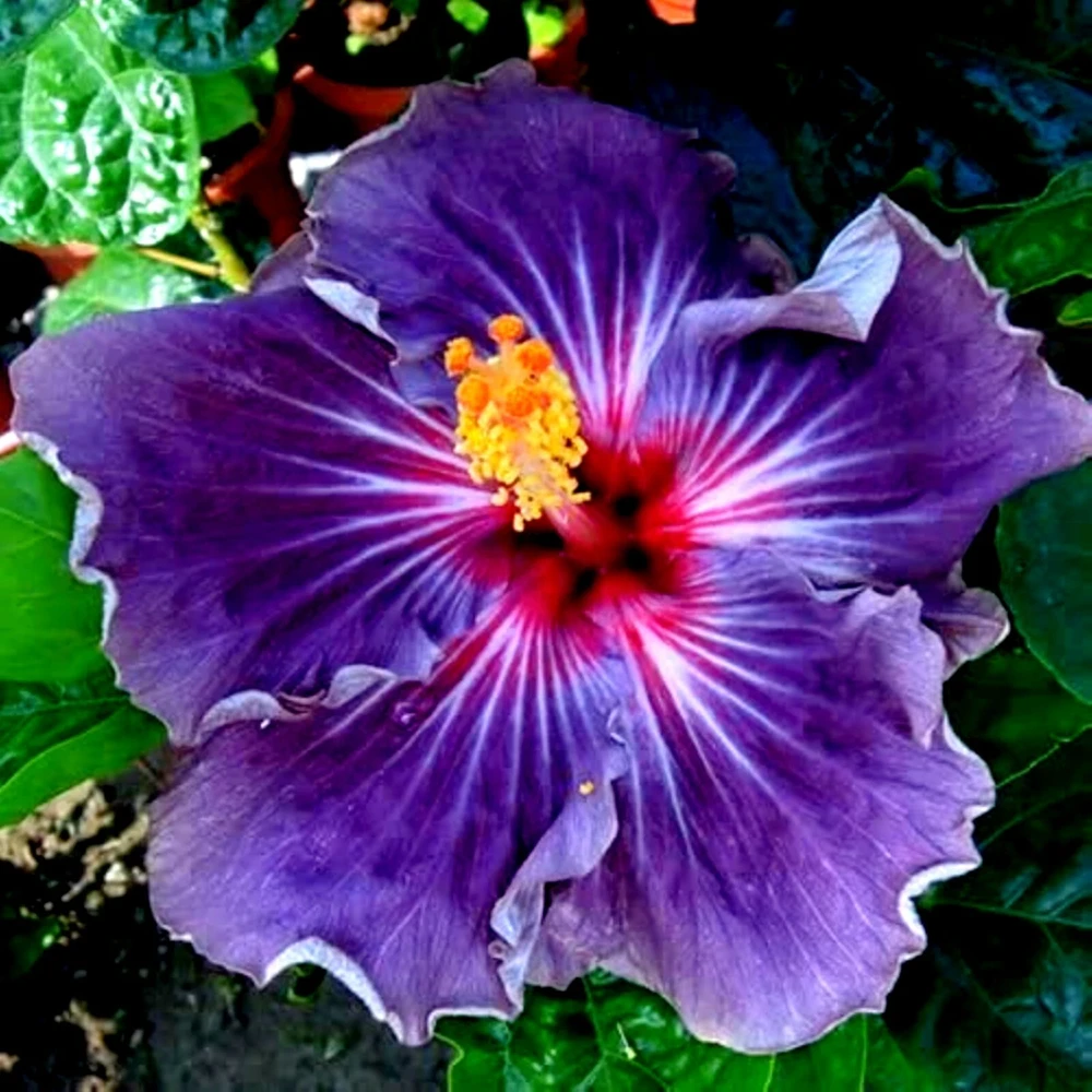 Madagascar Hibiscus Moscheutos Mallow Starter Plant – 7 Cuttings - Image 1