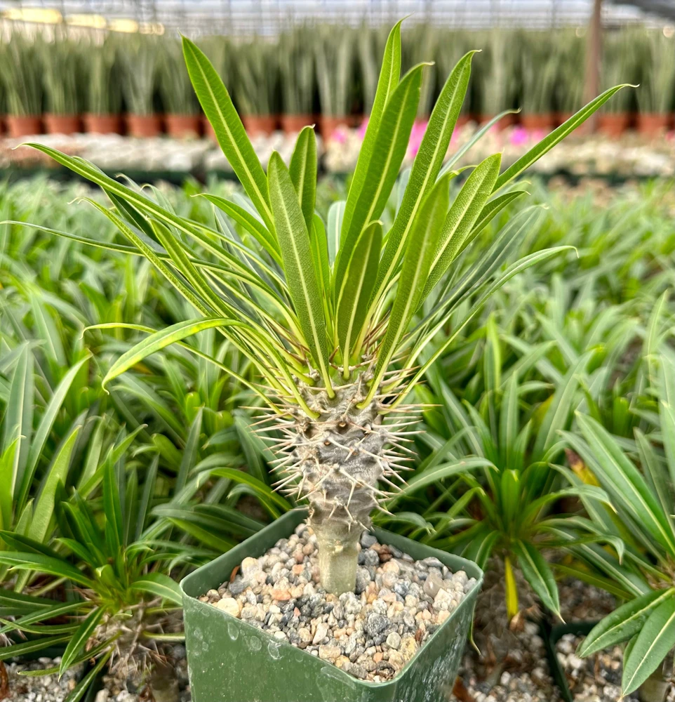 Madagascar Palm Live Plant - Pachypodium Succulent in 3" Pot - Rare Indoor/Outdoor - Image 1