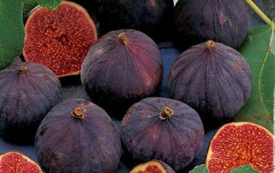 Magnolia Fig Tree Live Plant - Sweet Red Fruit, Cold Hardy, 2-3 ft Tall - Image 1
