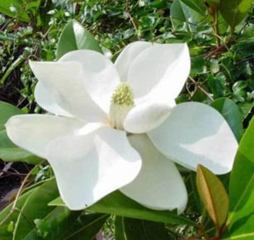 Magnolia grandiflora Southern Magnolia Seeds - 30 Seed Pack - Image 1