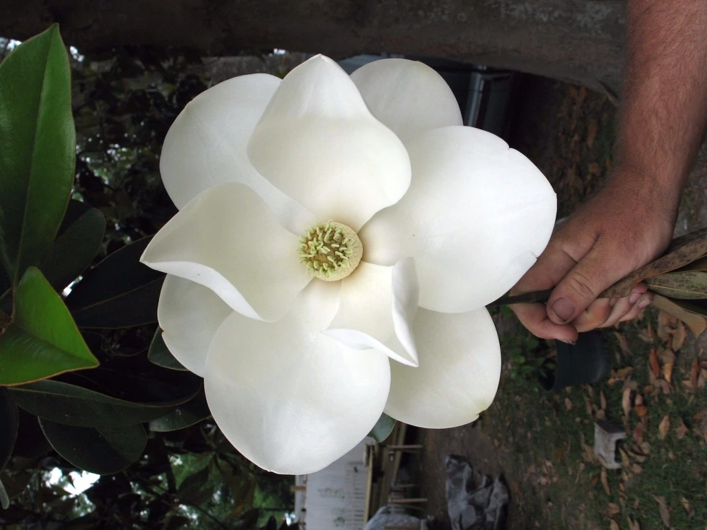 Magnolia grandiflora Southern Magnolia Seeds - 30 Seed Pack - Image 2