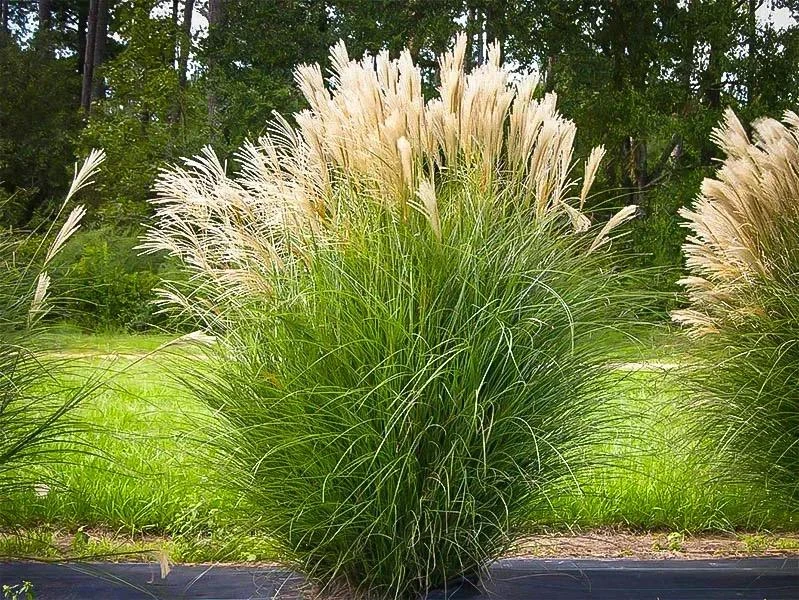 Maiden Grass Live Plant – 1 Gallon – Ornamental Grass – Outdoor - Image 2