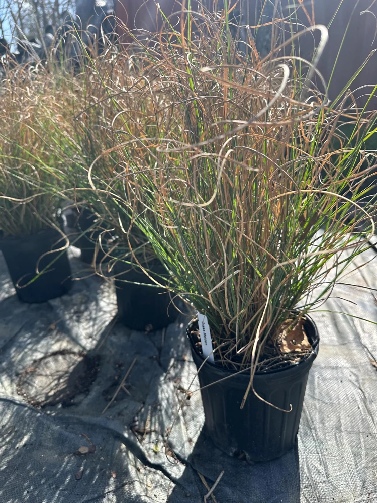 Maiden Grass Live Plant – 1 Gallon – Ornamental Grass – Outdoor - Image 1