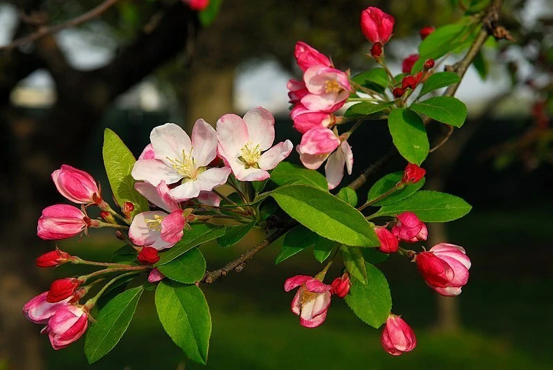 Malus baccata var. himalaica Seeds - Himalayan Crabapple, 10 Seeds - Image 1