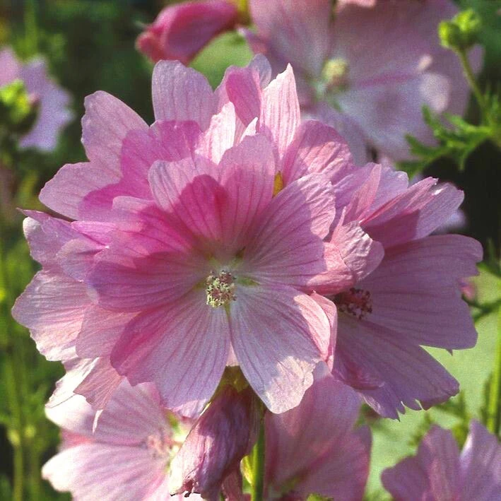 Malva alcea Fastigiata Seeds - 15 Count Perennial Hollyhock Mallow - Image 1