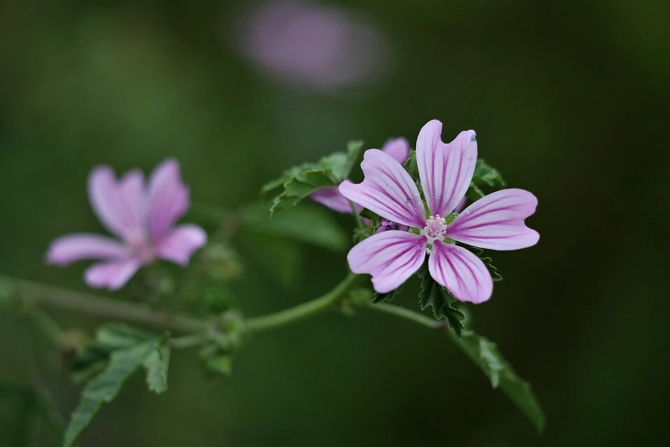 Malva sylvestris Zebrina Seeds - Striped Mallow Flower Seeds (30 Seeds) - Perennial Outdoor - Image 1