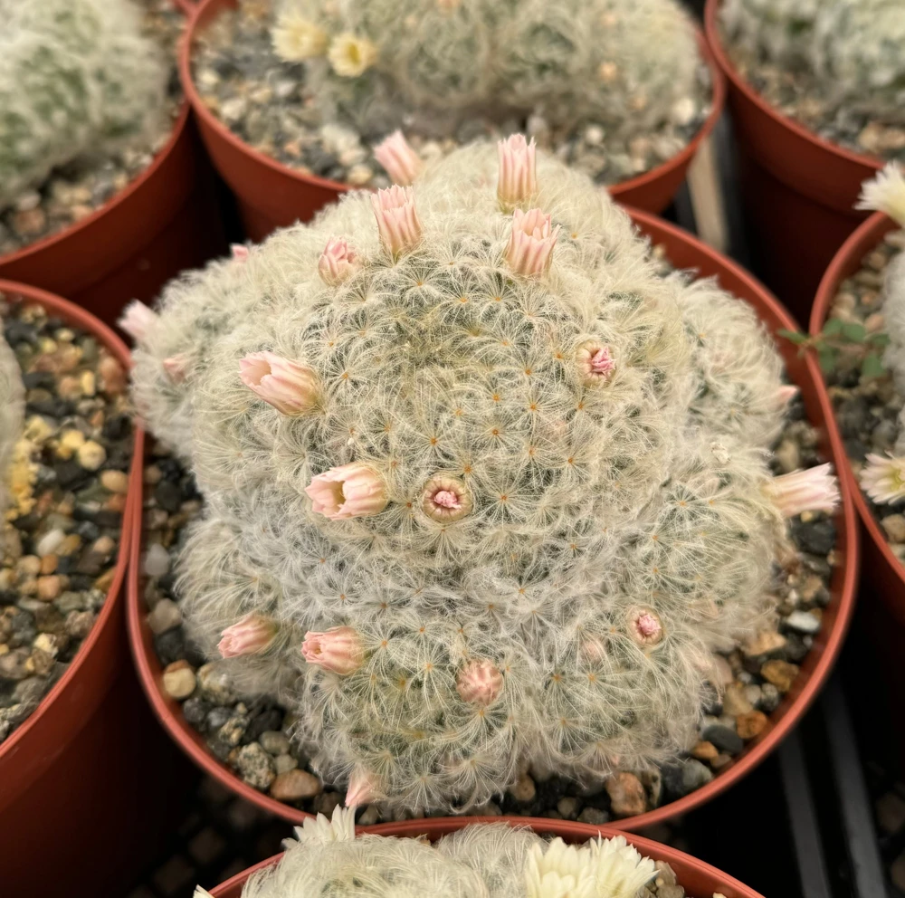 Mammillaria Plumosa Feather Cactus Live Plant – White Furry Cactus in 6 inch Pot - Image 1