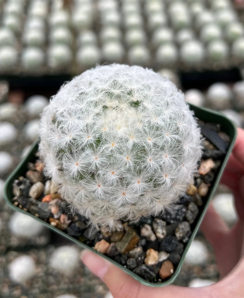 Mammillaria Plumosa Feather Cactus – White Furry Live Plant – 3.5" Pot - Image 1
