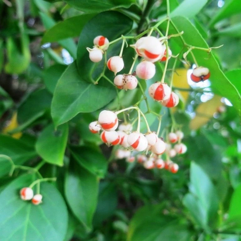 Manhattan Euonymus Live Plant - Evergreen Shrub, Pink Fruit, 2.5" Pot - Image 1