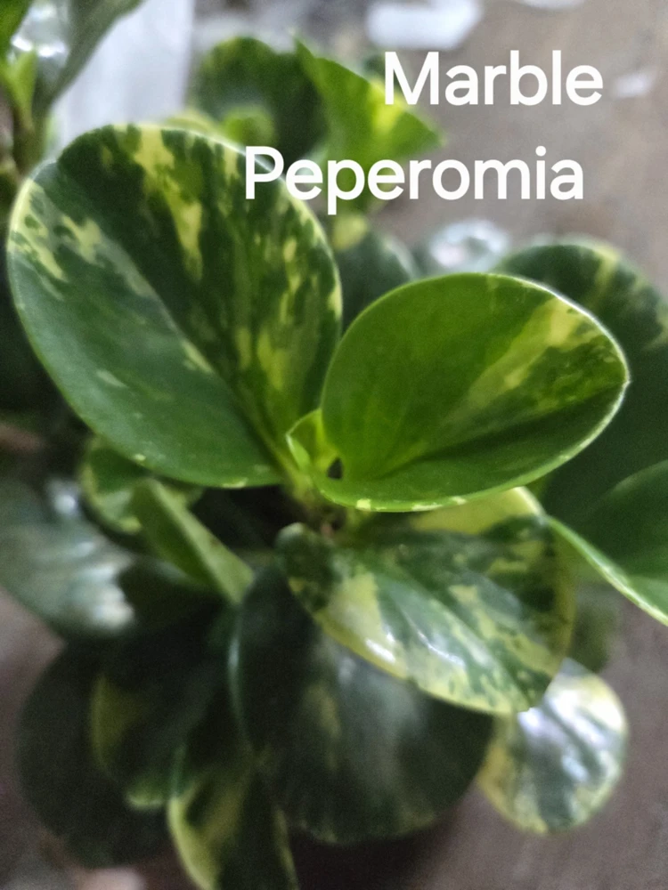 Marble Peperomia Obtusifolia Live Plant – Variegated Houseplant – 7 inches Tall – Indoor/Outdoor - Image 1