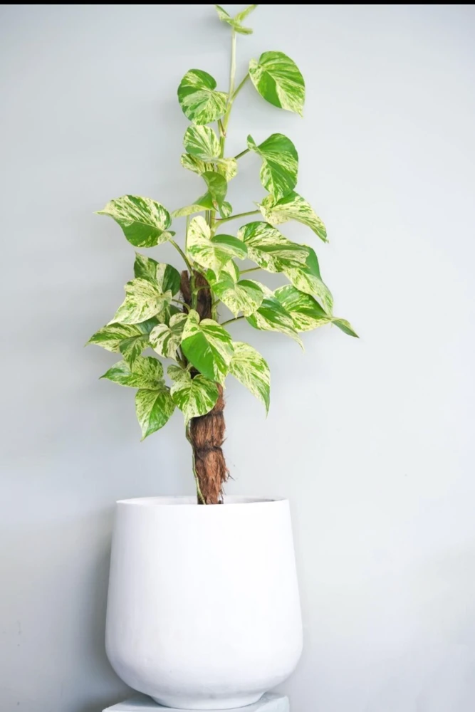 Marble Queen Pothos Live Plant – Epipremnum Aureum – 4 inch Pot – Indoor & Outdoor - Image 1