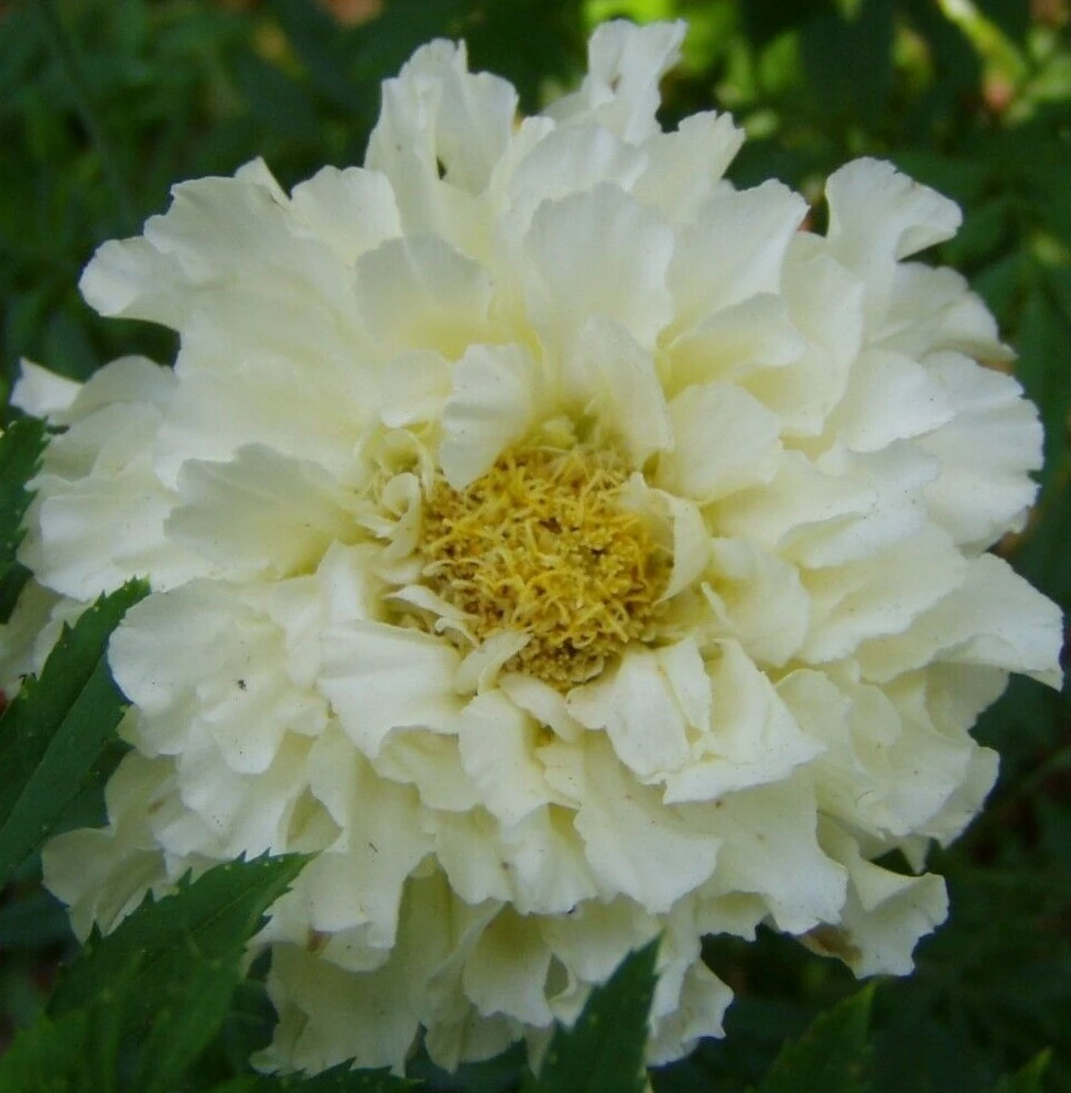 Marigold French Vanilla Seeds – 10 Count – Flower Seeds – Outdoor Planting - Image 1