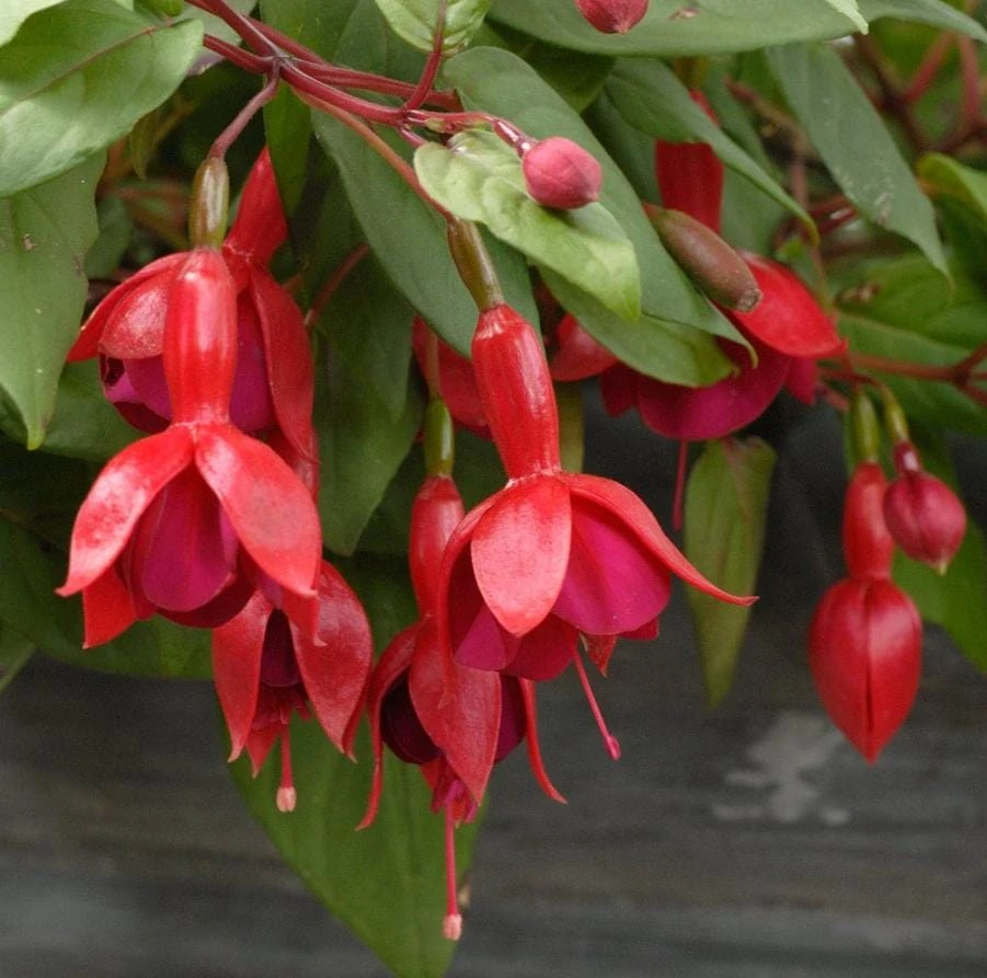 Marinka Fuchsia Live Plant – 5" Pot – Red Blooms, Shade Garden Shrub - Image 1