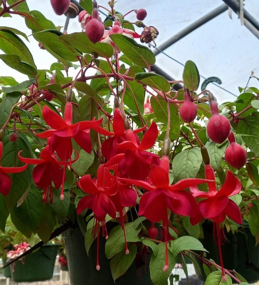 Marinka Fuchsia Live Plant Set – 2x 5" Pots – Red Blooms, Shade - Image 2