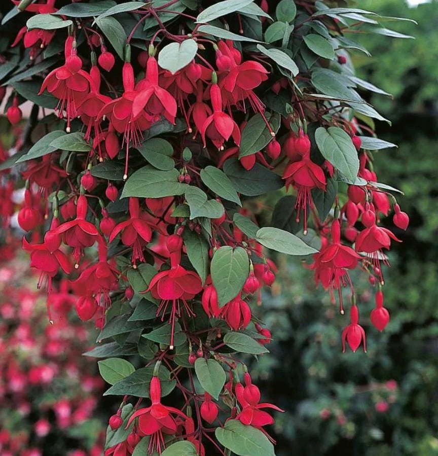 Marinka Fuchsia Live Plant Set – 2x 5" Pots – Red Blooms, Shade - Image 3