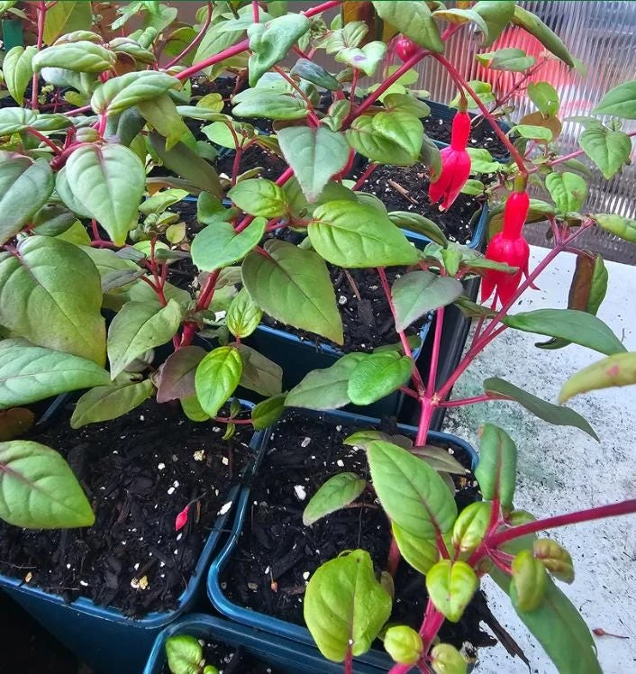 Marinka Fuchsia Live Plant Set – 2x 5" Pots – Red Blooms, Shade - Image 4
