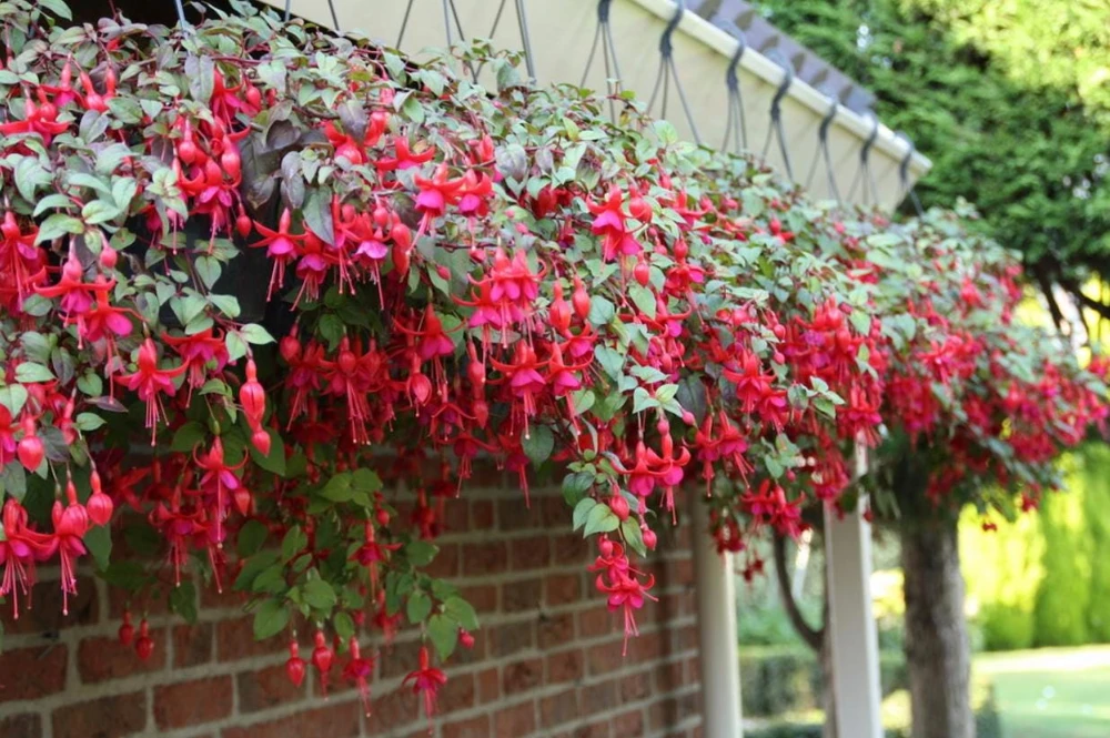 Marinka Fuchsia Live Plant Set – 2x 5" Pots – Red Blooms, Shade - Image 5