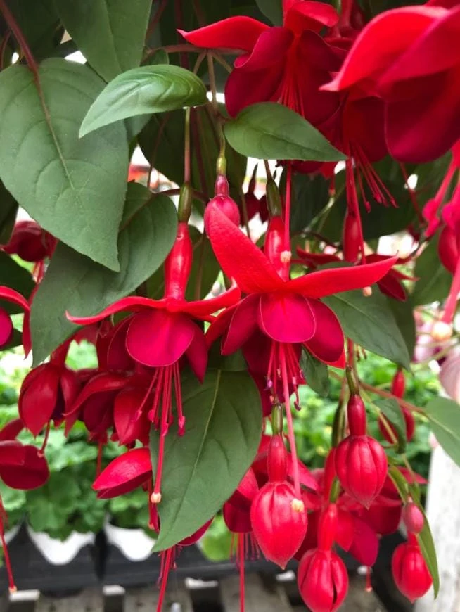 Marinka Fuchsia Live Plant Set – 2x 5" Pots – Red Blooms, Shade - Image 1
