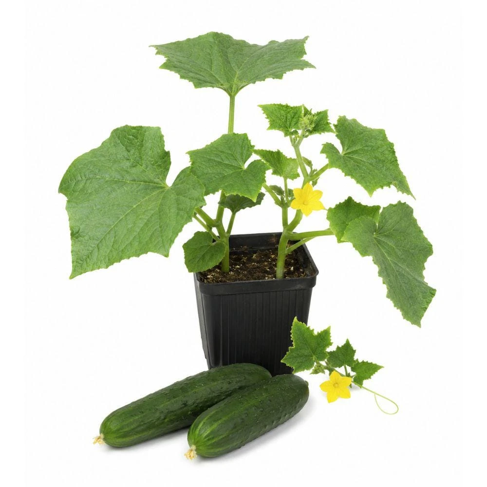 Marketmore Cucumber Live Seedlings - 2 Starter Plants, 4 Inch Pot for Vegetable Garden - Image 1