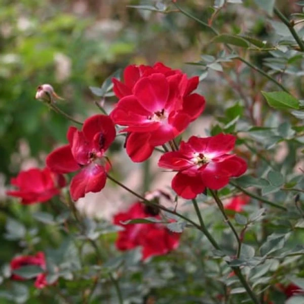 Martha Gonzales Rose Live Plant โ 1 Gallon โ Outdoor Shrub - Image 2