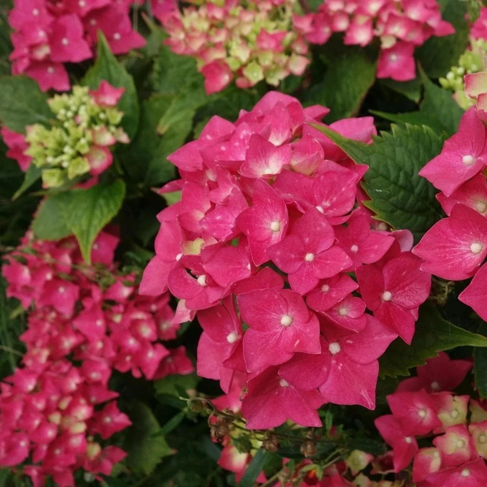 Masja Bigleaf Hydrangea Live Plant - Red-Pink Mophead Flowers, Cold Hardy, USDA Zones 5-9 - Image 1