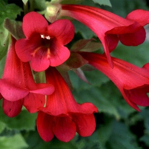 Maurandya Magic Dragon Climbing Snapdragon Seeds - 10 Seed Packet - Image 1
