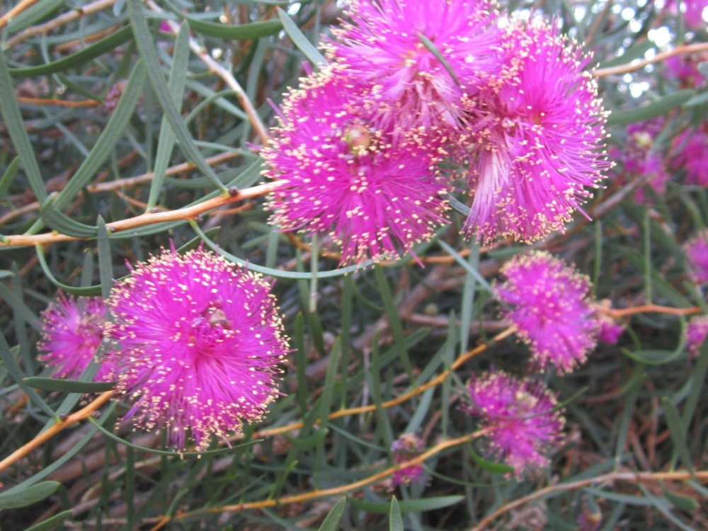 Melaleuca filifolia Wiry Honey-myrtle Seeds - 30 Dustlike Seeds, Pink Flowers, Outdoor Shrub - Image 1
