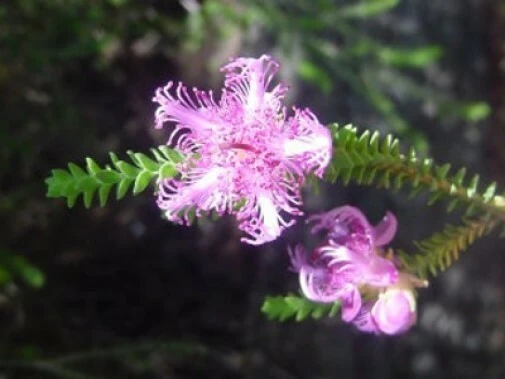 Melaleuca pulchella Pink Claw Flower Seeds - 20 Count - Australian Native - Image 1