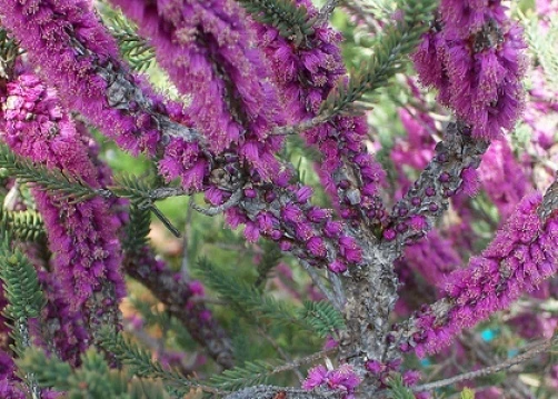 Melaleuca Suberosa Seeds - Cork Bark Honey Myrtle - 20 Seed Pack - Image 2