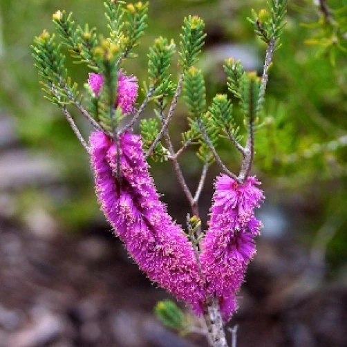 Melaleuca Suberosa Seeds - Cork Bark Honey Myrtle - 20 Seed Pack - Image 1