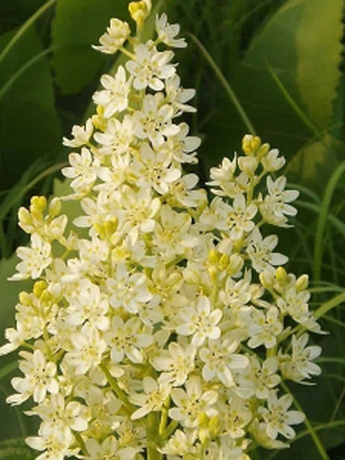 Melanthium Virginicum Bunch Flower Seeds - 20 Perennial Seeds for Garden - Image 1