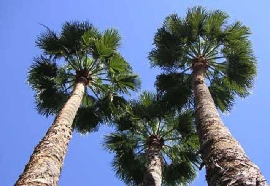 Mexican Fan Palm Seeds - Washingtonia robusta - 10 Seeds - Image 1