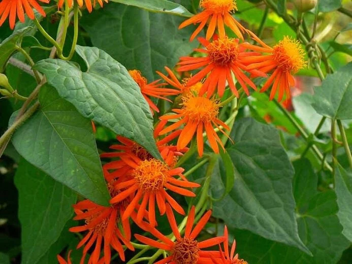 Mexican Flame Vine Live Plant - 1 Gallon Pot - Orange Flowers for Pollinators - Image 2