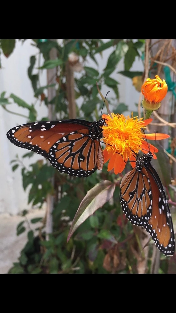 Mexican Flame Vine Live Plant - 1 Gallon Pot - Orange Flowers for Pollinators - Image 3
