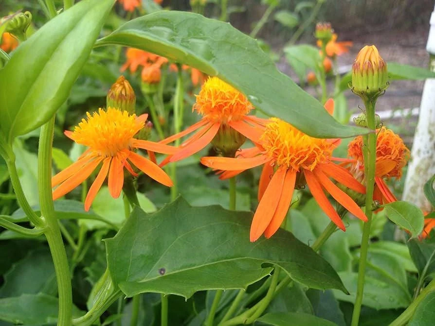 Mexican Flame Vine Live Plant - 1 Gallon Pot - Orange Flowers for Pollinators - Image 1