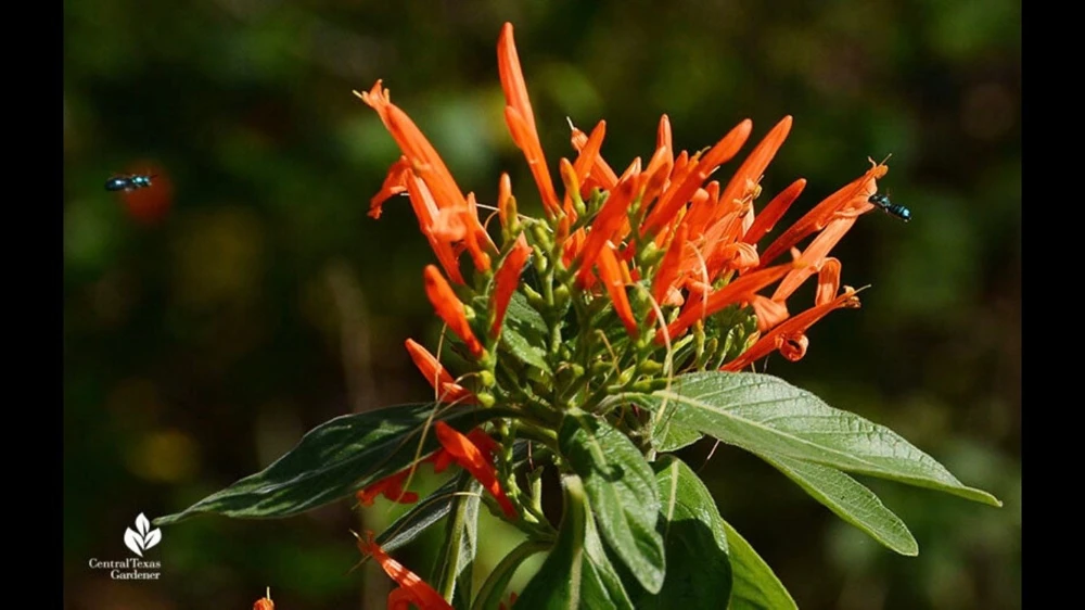 Mexican Honeysuckle Live Plant 1 Gallon Pot - Orange Flowers, Drought Tolerant Shrub - Image 1