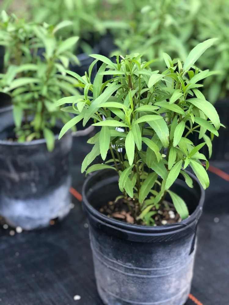 Mexican Mint Marigold Live Plant - 1 Gallon Pot - Culinary Herb & Ornamental - Image 1
