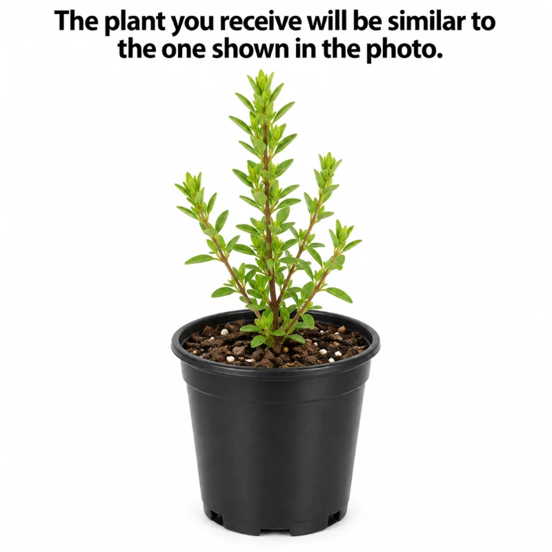 Mexican Oregano Live Plant in a 4 Inch Pot, Oregano Tree for Home Garden Planting - Image 2