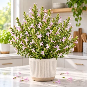 Mexican Oregano Live Plant in a 4 Inch Pot, Oregano Tree for Home Garden Planting - Image 1
