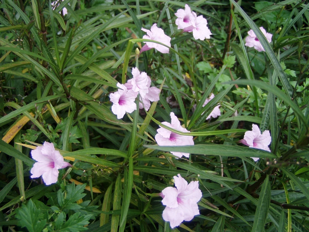 Mexican Petunia Seeds - Ruellia brittoniana Chi Chi - 10 Seeds - Perennial - Image 1