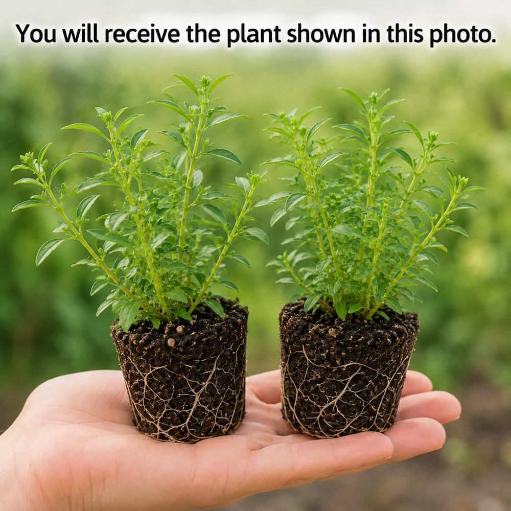 Mexican Tarragon Live Plant Set - 2 Fragrant Herb Bushes, 4-8 Inch Tall, Outdoor Perennial - Image 2
