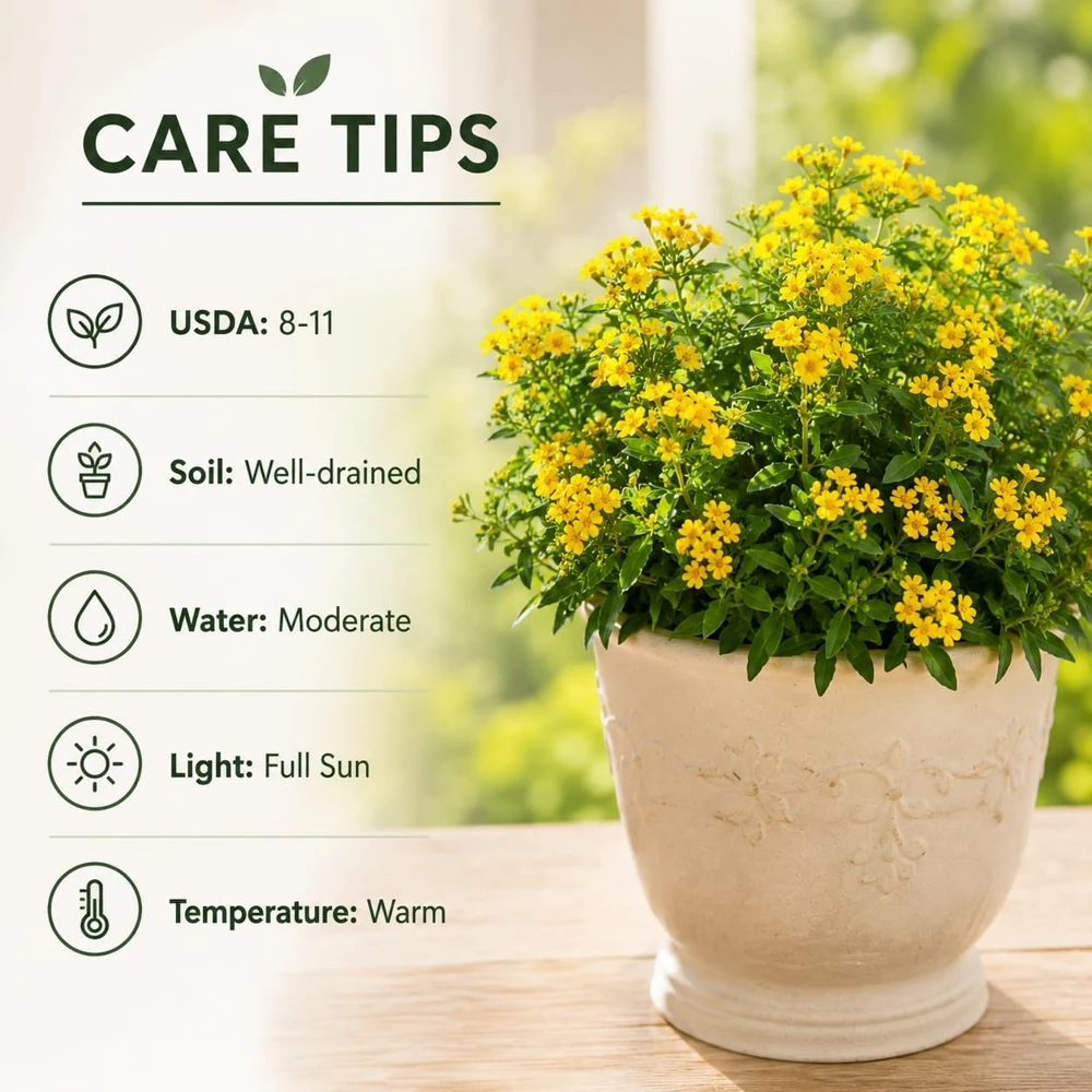 Mexican Tarragon Live Plant Set - 2 Fragrant Herb Bushes, 4-8 Inch Tall, Outdoor Perennial - Image 3