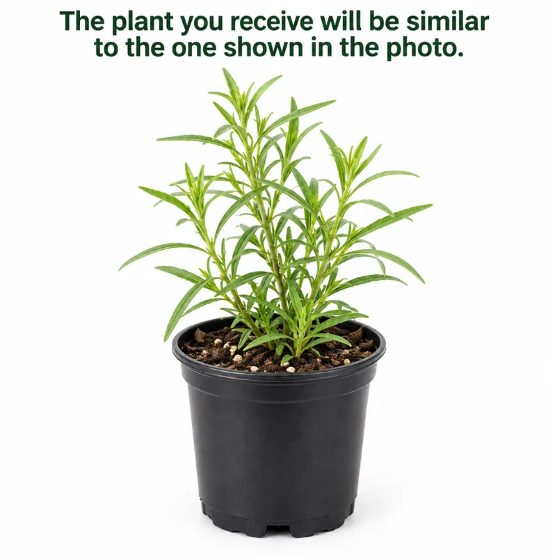 Mexican Tarragon Plant Live in a 4 Inch Pot, Tarragon Tree for Home Garden Planting - Image 2