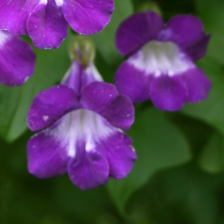 Mexican Viper Maurandya barclayana Seeds - 10 Pack - Perennial Flower - Image 1