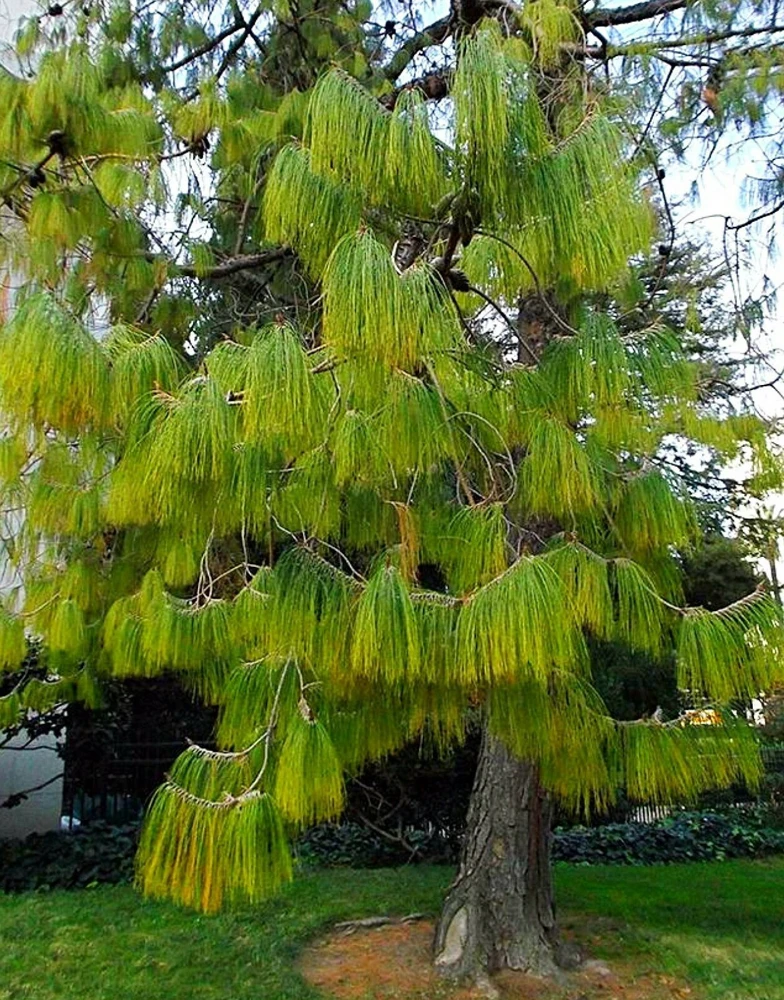 Mexican Weeping Pine Seeds - Pinus patula - 30 Seeds - Outdoor Tree - Image 1