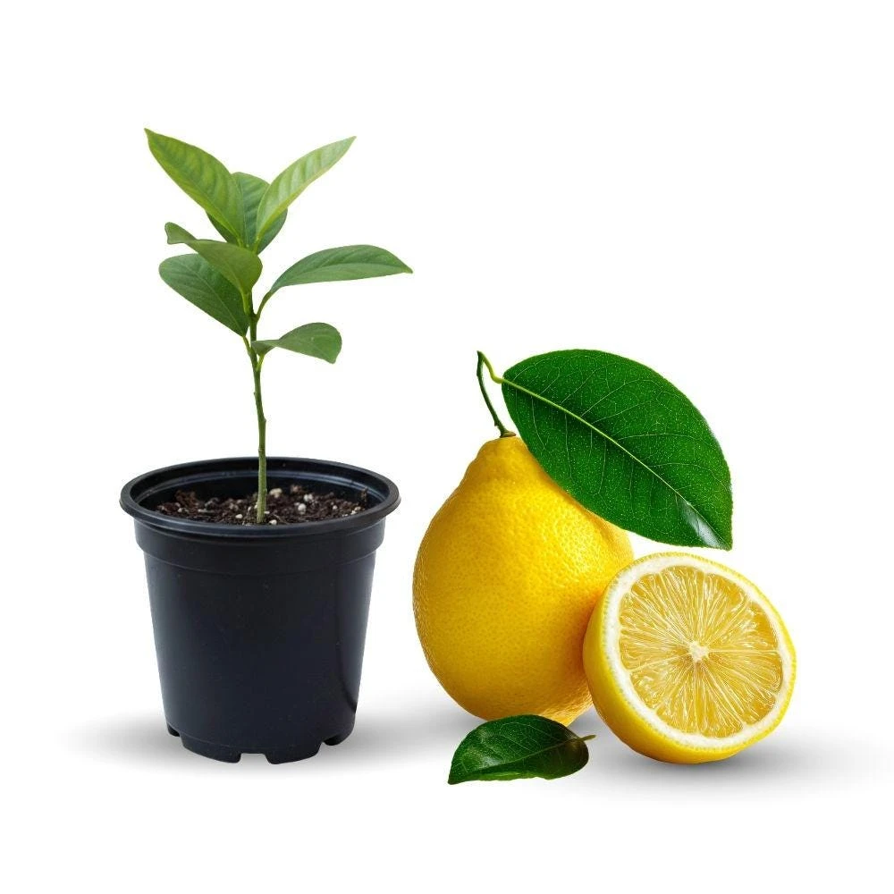 Meyer Lemon Live Plant, 4in Pot, Small Indoor/Patio Citrus Tree - Image 1