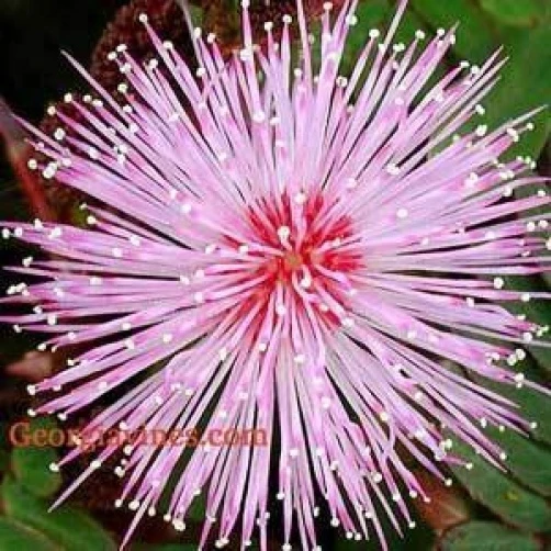 Mimosa Pudica Seeds - Sensitive Plant Seeds - 50 Seed Pack - Perennial - Image 1