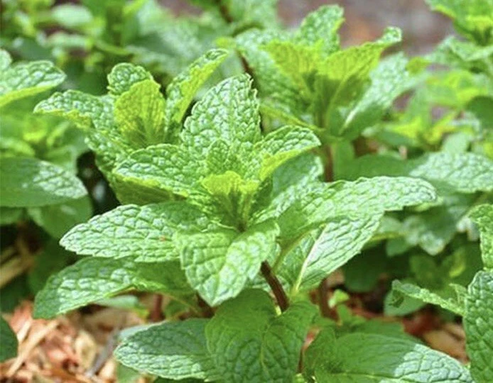 Mint Bare Root Plants - 10 Perennial Mentha Roots - Edible Herb for Indoor/Outdoor - Image 1