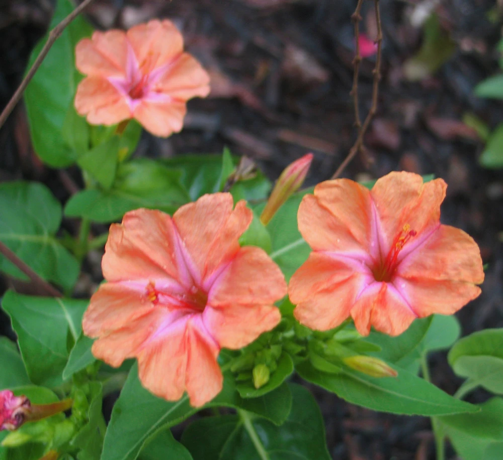 Mirabilis Jalapa Salmon Sunset Seeds - 10 Count Four O'Clock Flower Seeds - Image 1
